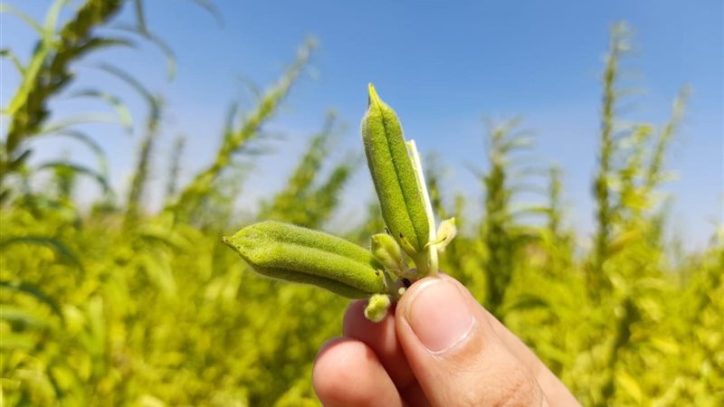 محصول السمسم