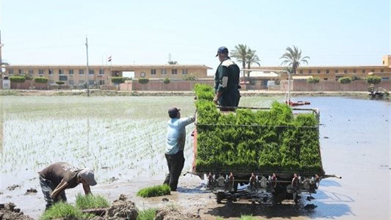 منظومة زراعة الأرز