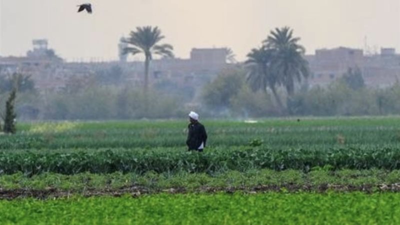 زراعة 