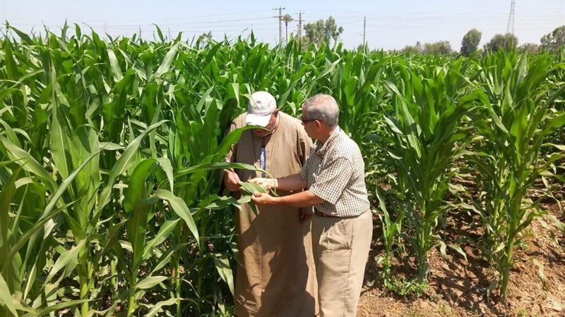 الذرة الشامية