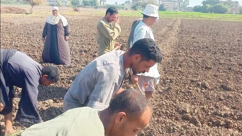 زراعة محاصيل الأعلاف