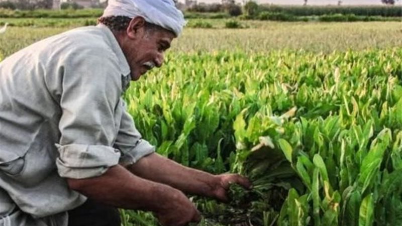 أراضي الأوقاف