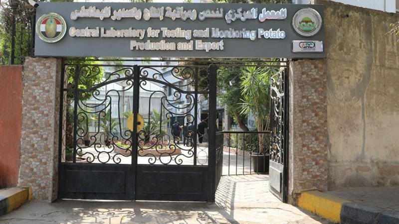 تصدير البطاطس