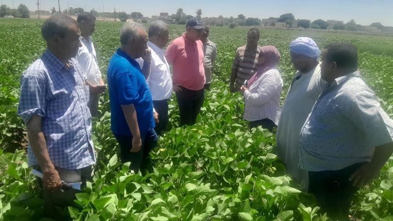 رئيس قطاع الخدمات
