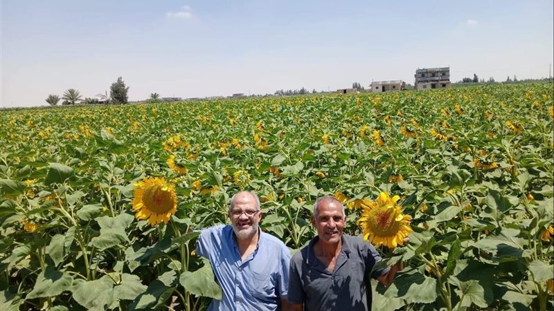 زراعة عباد الشمس