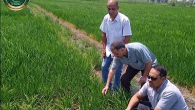 الشرقية تطلق روشتة ميدانية للنهوض بالأرز والذرة وفول الصويا