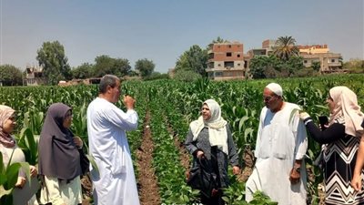لزيادة إنتاجية الفدان.. الزراعة تروج لتكثيف فول الصويا على الذرة الشامية