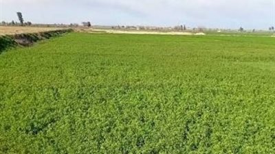 4.5 مليون فدان.. «مستقبل مصر» يقود أكبر خطة للتوسع الزراعي في تاريخ الدولة