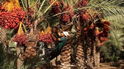 أستاذ أمراض نبات يحذر من الذبول الفيوزاريومي: مرض خطير يهدد أشجار النخيل 