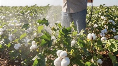 خبراء يحذرون من خلطات مبيدات خاطئة تهدد إنتاجية القطن.. ويكشفون الخلطات الآمنة