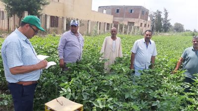 لحماية محصول الأرز.. زراعة كفر الشيخ تكثف الإرشاد الميداني وتشدد الرقابة على المبيدات
