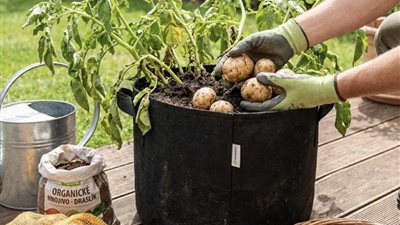 زراعة البطاطس في الأكياس.. طريقة مبتكرة لزيادة الإنتاج في المساحات الصغيرة