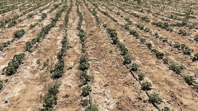 روشتة للتعامل مع الأراضي الملحية.. توصيات مهمة لزيادة الإنتاج وتقليل تأثير الأملاح