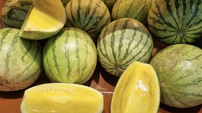 شعبة الخضروات: البطيخ الأصفر متوفر بالأسواق.. وسعر البطيخة يبدأ من 70 جنيهًا