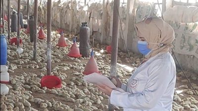 بيطري الشرقية: تحصين أكثر من 142 ألف طائر وتنفيذ ندوات إرشادية خلال يونيو