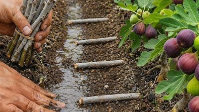 زراعة التين في الأراضي الطينية.. خطوات النجاح وطرق مكافحة الآفات