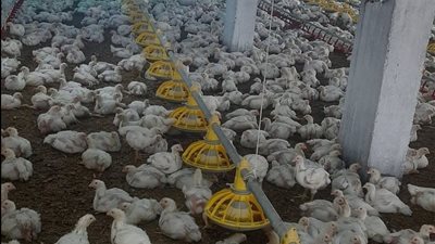 قبل طرحها بالأسواق.. بيطري دمياط يسحب عينات من مزارع الدواجن للكشف عن إنفلونزا الطيور