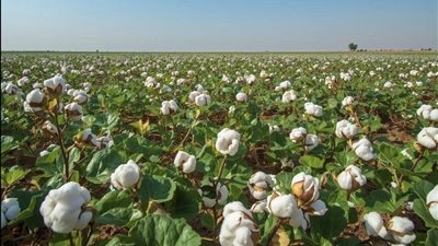 مركز المناخ يزف بشرى للمزارعين.. اعتدال الطقس يعزز إنتاج الذرة والأرز والقطن