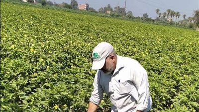 مرور مكثف على حقول القطن والذرة بقويسنا.. والزراعة ترفع درجة الاستعداد لحماية المحاصيل الصيفية