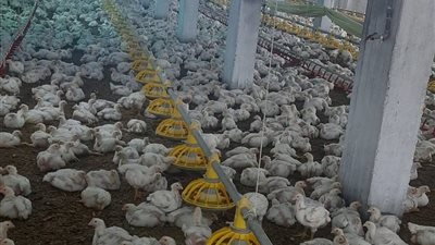 الطب البيطري بدمياط يسحب عينات من مزارع الدواجن للتأكد من خلوها من أنفلونزا الطيور
