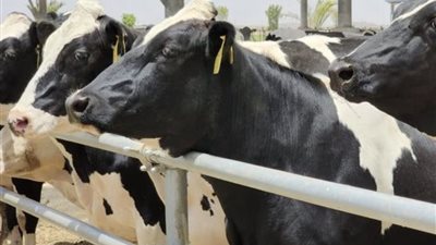 الزراعة تنفي شائعات انتشار الجلد العقدي وتؤكد استقرار الموقف الوبائي