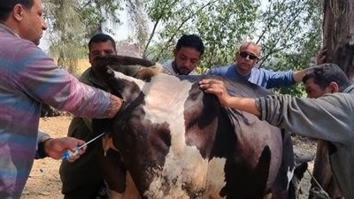 الخدمات البيطرية: فحص وعلاج آلاف رؤوس الماشية وتوسيع التلقيح الاصطناعي