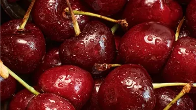 خبراء يوضحون خطوات زراعة الكرز من البذور.. من ثمرة في المطبخ إلى شجرة مثمرة