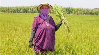 الزراعة: تمكين المرأة الريفية مِحور أساسي لتحقيق التنمية المستدامة وزيادة الإنتاج