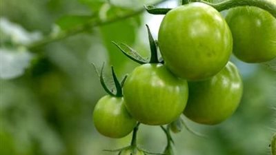 الطماطم الخضراء ليست آمنة تمامًا.. مركب طبيعي قد يسبب اضطرابات صحية قبل النضج