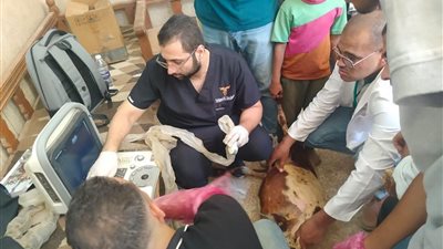 وزارة الزراعة تواصل دعم صغار المربين بقافلة بيطرية مجانية في سوهاج