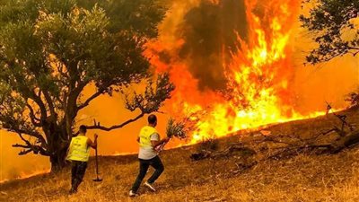 حرائق غابات واسعة تضرب الجزائر وتونس وسط موجة حر تاريخية تجاوزت 50 درجة مئوية
