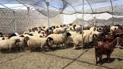 5 أمراض تهدد الأغنام والماعز.. تعرف على العلامات الأولى قبل تفاقم الحالة
