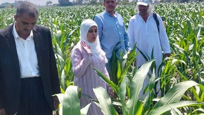 مرور إرشادي على حقول الذرة بدمياط.. وتوصيات عاجلة للمزارعين بشأن الري والتسميد والمكافحة