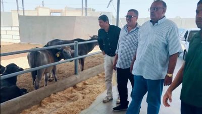 زراعة المنوفية ترفع شعار الإنتاج أولًا.. جولة موسعة لمتابعة الثروة الحيوانية والداجنة والأعلاف بالسادات