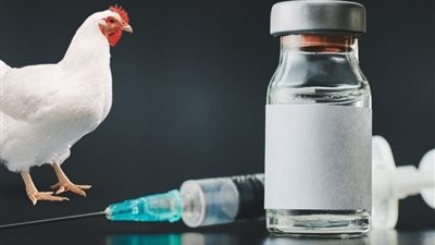 جودة المياه.. العامل الخفي الذي قد يُفشل برامج تحصين الدواجن رغم سلامة اللقاح