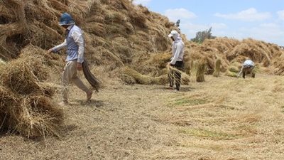 من الحقول إلى المصانع.. برلماني يكشف عن خطة تطوير صناعة الكتان 