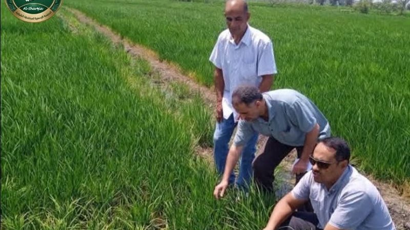 زراعة الشرقية 