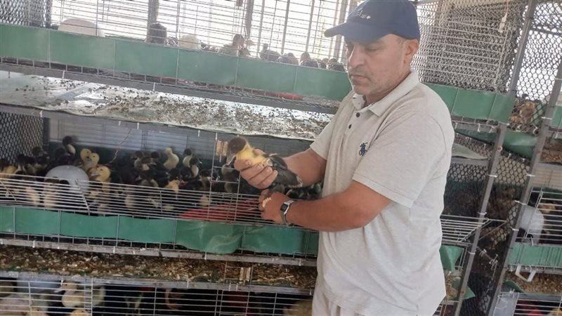 منفذ بيع الطيور بأشمون