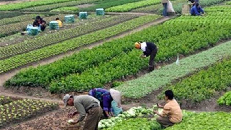 الزراعة التعاقدية