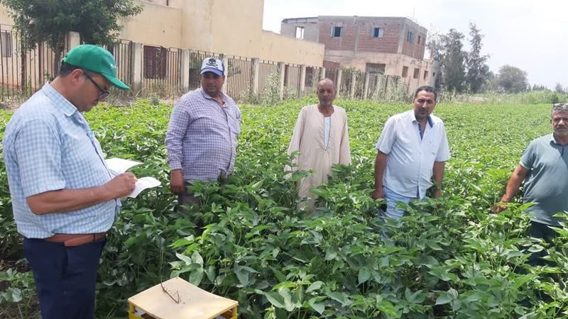 الإرشاد الميداني