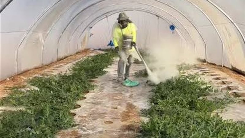 التعفير بالكبريت