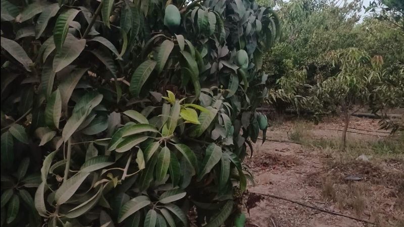 زراعة المانجو بالمنوفية