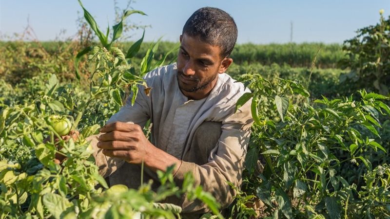 دعم الأمن الغذائي