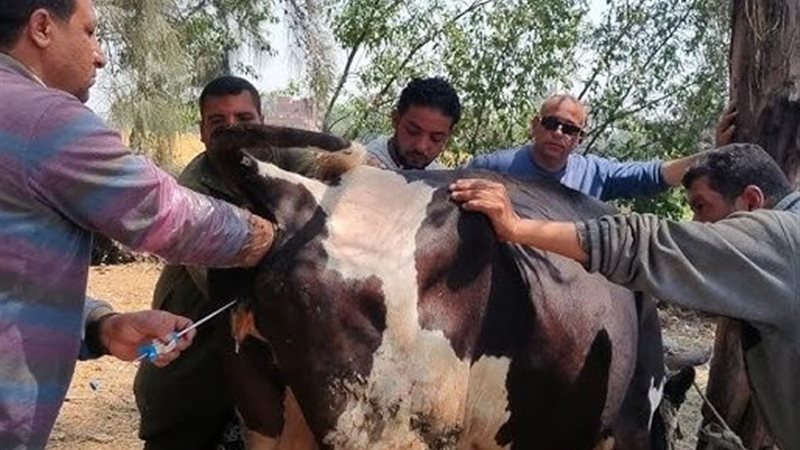 التلقيح الاصطناعي