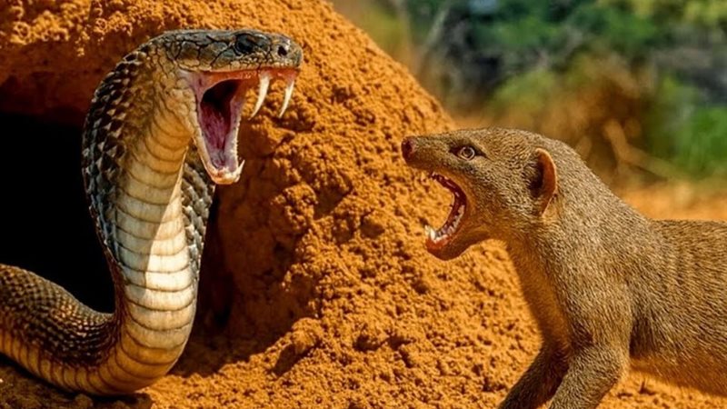 النمس المصري 