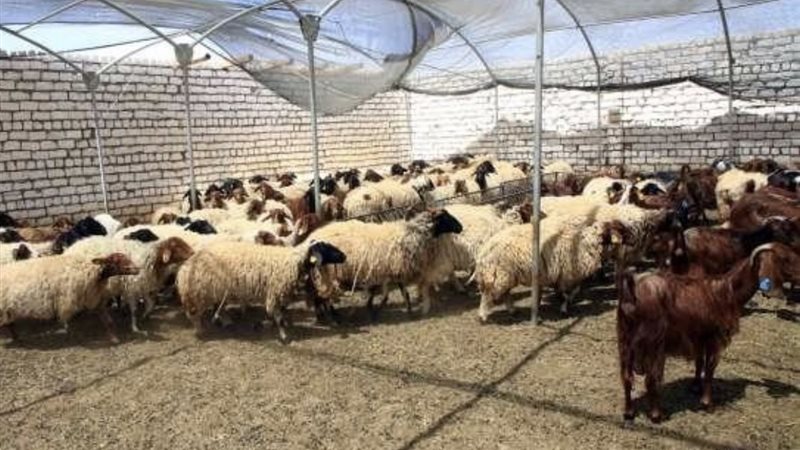 الأغنام والماعز 