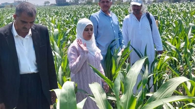 حقول الذرة