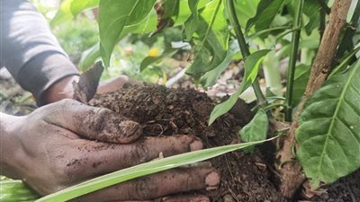 بدائل طبيعية للأسمدة الكيماوية.. 5 خطوات تمنح نباتاتك نموًا قويًا وإنتاجًا أفضل