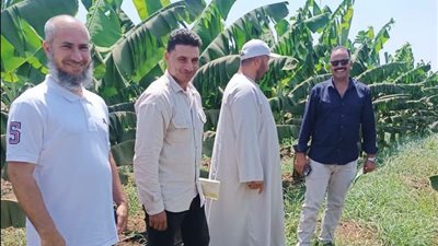 الزراعة تدفع بلجنة علمية لحماية محصول الموز من التورد القمي والتبرقش بالمنوفية