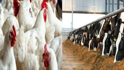 الزراعة: الإنتاج الحيواني والداجني مستقر ولم يتأثر بموجات الحرارة المرتفعة